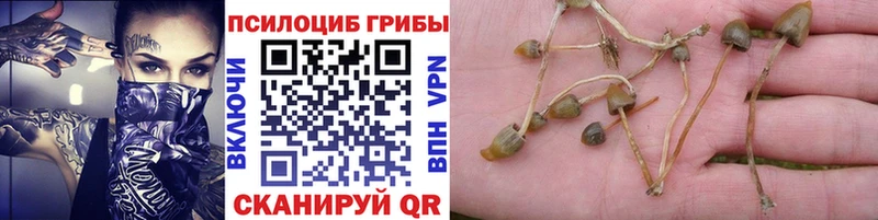 KRAKEN как зайти  Елец  Галлюциногенные грибы мухоморы 